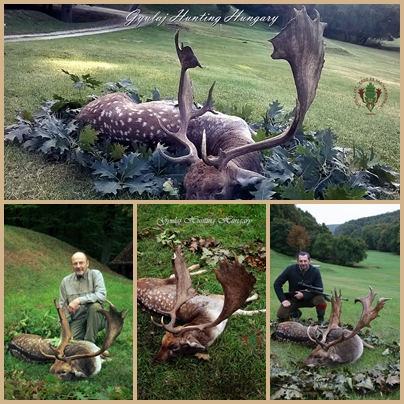 Fallow bucks photo collage from Gyulaj