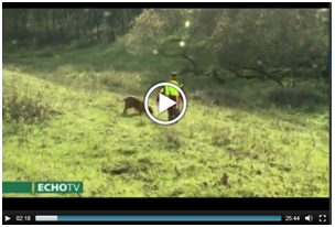 A Hazai Vadász műsora a keszthelyi, nemzetközi vérebvizsgáról és versenyről