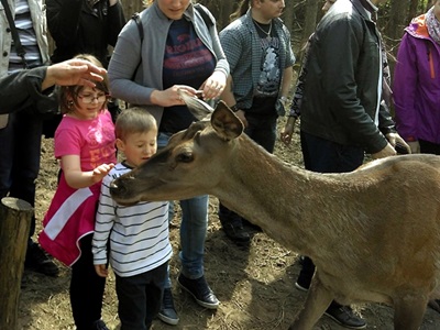 Mit esznek erdeink vadjai?
