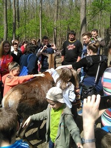 Mit esznek erdeink vadjai?