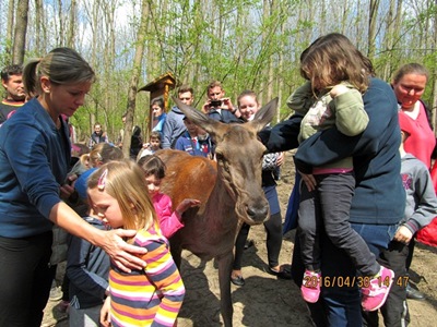 Mit esznek erdeink vadjai?