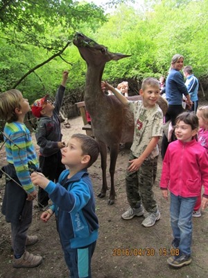 Mit esznek erdeink vadjai?